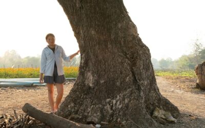 Jakie drzewa możesz wyciąć bez pozwolenia na swojej posesji?